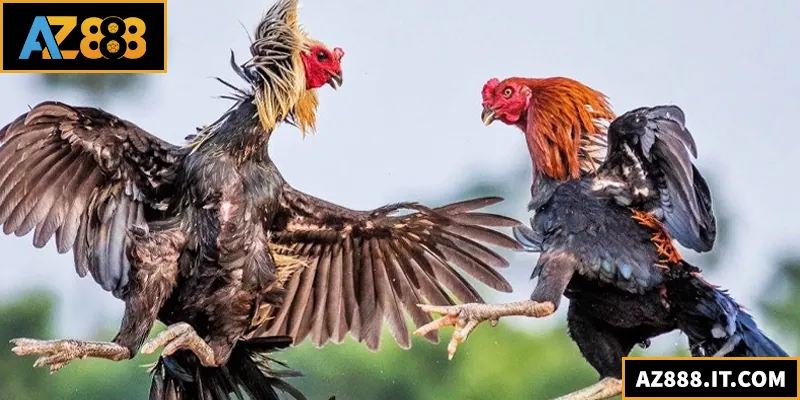 Đá gà AZ888 mang đến sân chơi kịch tính của các chiến kê