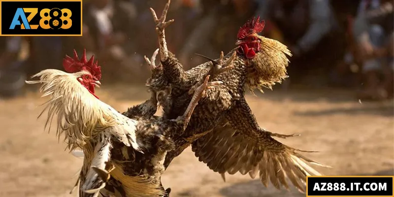 Đá Gà Đòn – Trải Nghiệm Sân Chơi Đỉnh Cao Của Các Chiến Kê Đá Gà Đòn – Trải Nghiệm Sân Chơi Đỉnh Cao Của Các Chiến Kê