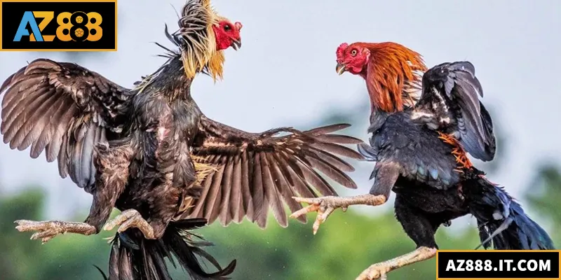 Đá Gà Thomo – Sới Gà Trực Tuyến Uy Tín, Tỷ Lệ Thắng Cao Đá gà Thomo chính là sân chơi kịch tính hàng đầu mà kê thủ không thể bỏ qua