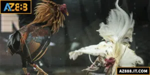 Đá Gà Thomo – Sới Gà Trực Tuyến Uy Tín, Tỷ Lệ Thắng Cao